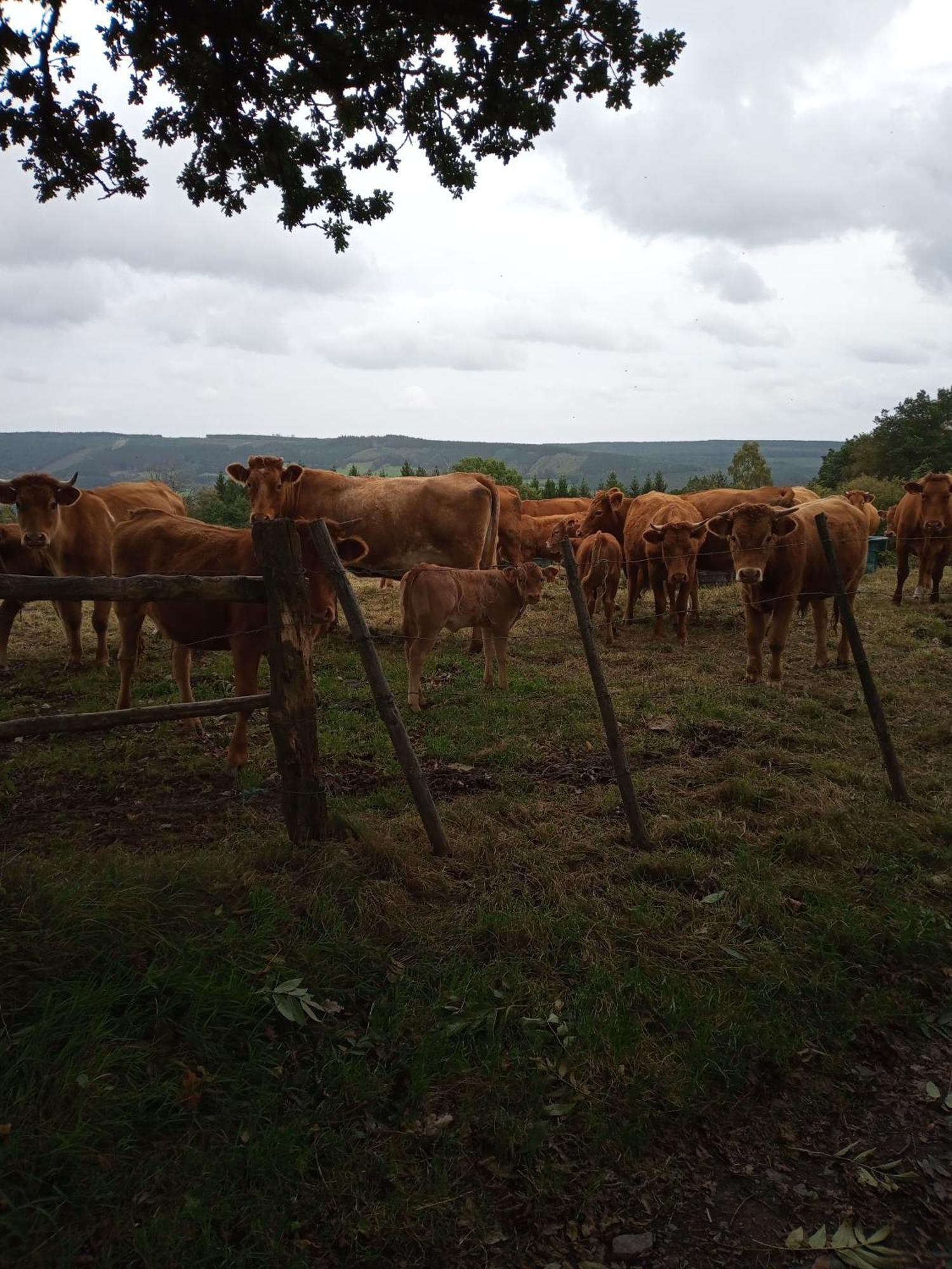 Vakantieverblijf Nature Stavelot Luaran gambar